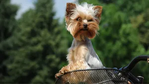 Yorkshire Terrier In Bike Basket Wallpaper
