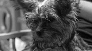 Yorkshire Terrier Monochrome Photography Wallpaper