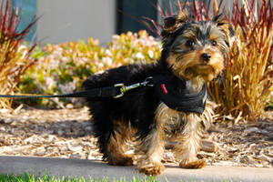 Yorkshire Terrier On A Walk Wallpaper