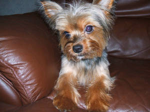 Yorkshire Terrier On Sofa Wallpaper