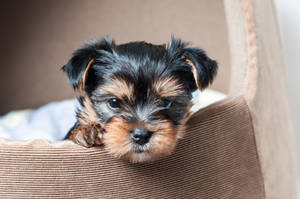 Yorkshire Terrier Puppy In Crate Wallpaper