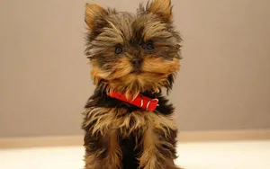 Yorkshire Terrier Puppy Wallpapers Wallpaper
