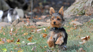 Yorkshire Terrier Running In Autumn Wallpaper