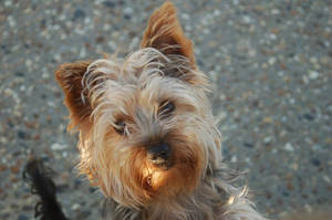 Yorkshire Terrier Standing Up Photography Wallpaper