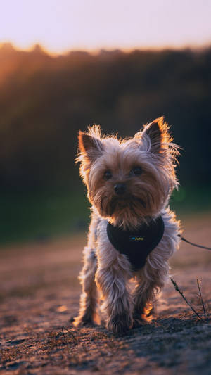 Yorkshire Terrier Sunset Photography Wallpaper