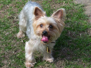 Yorkshire Terrier Yawning Wallpaper