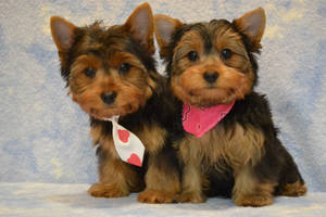 Yorkshire Terriers Neck Tie Photography Wallpaper