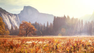 Yosemite National Park Sunny Day Wallpaper