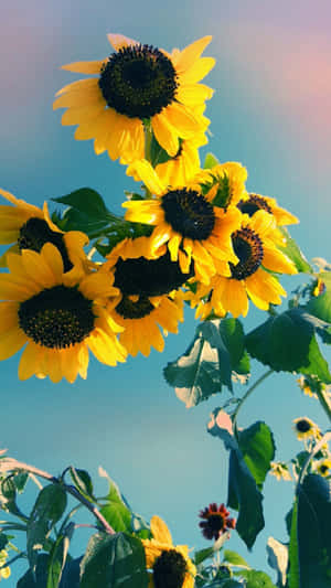 You're As Bright And Beautiful As A Sunflower Wallpaper