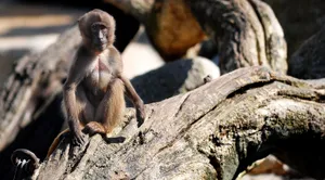 Young Baboon On Log Wallpaper