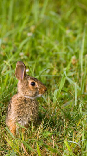 Young Cottontail Rabbitin Grass.jpg Wallpaper