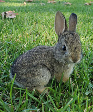 Young Cottontail Rabbitin Grass.jpg Wallpaper