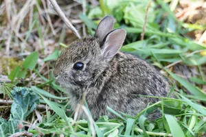 Young Cottontail Rabbitin Grass Wallpaper