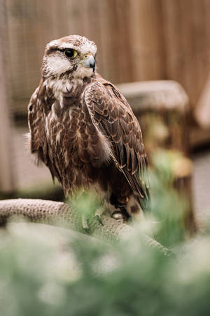 Young Falcon Resting Wallpaper