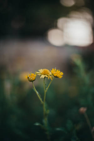 Young Flower Buds Daisy Iphone Wallpaper