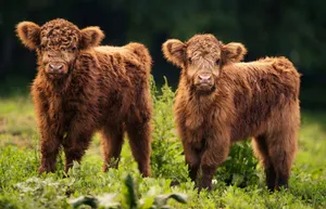 Young Highland Cow Duo Wallpaper
