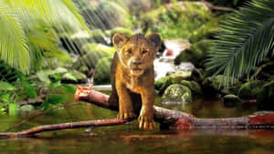 Young Lion Cub Crossing Stream Wallpaper