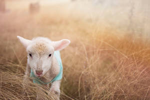 Young Sheep On The Grass Wallpaper