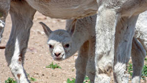 Young White Alpaca Wallpaper