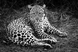 Zambia Africa Leopard Wallpaper