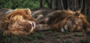 Zambia Albino Lion Wallpaper