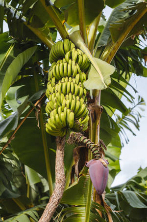 Zambia Banana Tree Heart Wallpaper