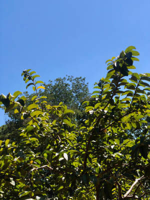 Zambia Blue Sky Green Tree Wallpaper