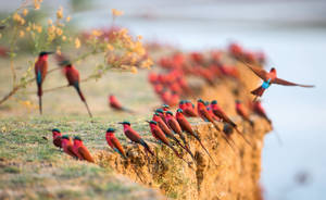 Zambia Carmine Bee-eaters Wallpaper