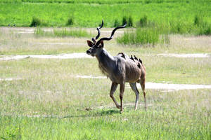 Zambia Deer With Birds Wallpaper