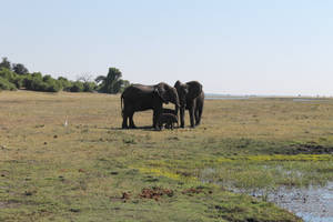 Zambia Elephant Family Wallpaper