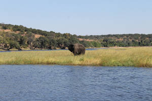 Zambia Elephant River Wallpaper