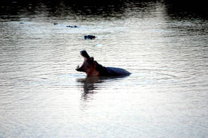 Zambia Hippo In River Wallpaper