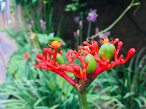 Zambia Jatropha Plant Wallpaper