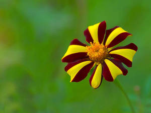 Zambia Maroon Yellow Flower Wallpaper