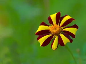 Zambia Maroon Yellow Flower Wallpaper
