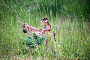 Zambia Mother Baby Monkey Wallpaper