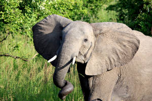 Zambia National Park Elephant Wallpaper