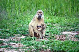 Zambia National Park Monkeys Wallpaper