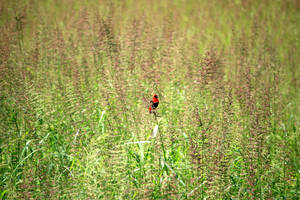 Zambia Red Bird Wallpaper