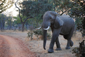 Zambia Safari Elephant Wallpaper