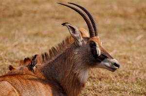 Zambia Waterbuck Brown Field Wallpaper