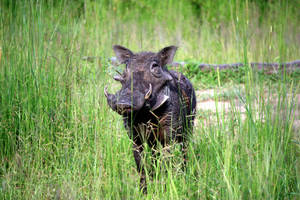 Zambia Wild Black Boar Wallpaper