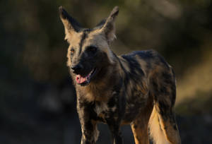 Zambia Wild Dog Wallpaper