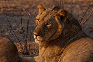 Zambia Wild Lion Wallpaper