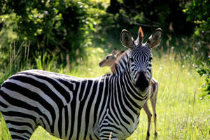 Zambia Wild Zebra Wallpaper