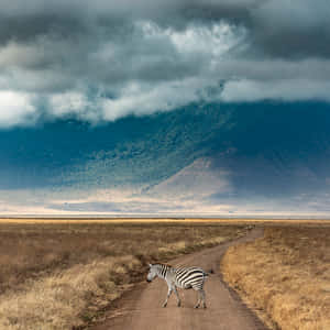 Zebra At The Northern Tanzania Ngorongoro Crater Wallpaper