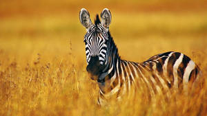 Zebra Behind Dry Grass Wallpaper