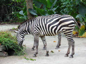 Zebra Feeding Time Singapore Zoo.jpg Wallpaper