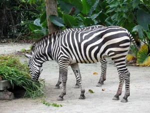 Zebra Feeding Time Singapore Zoo.jpg Wallpaper