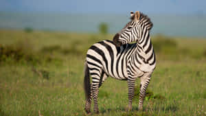 Zebra_ Gazing_ Back_in_ Savannah_4 K.jpg Wallpaper